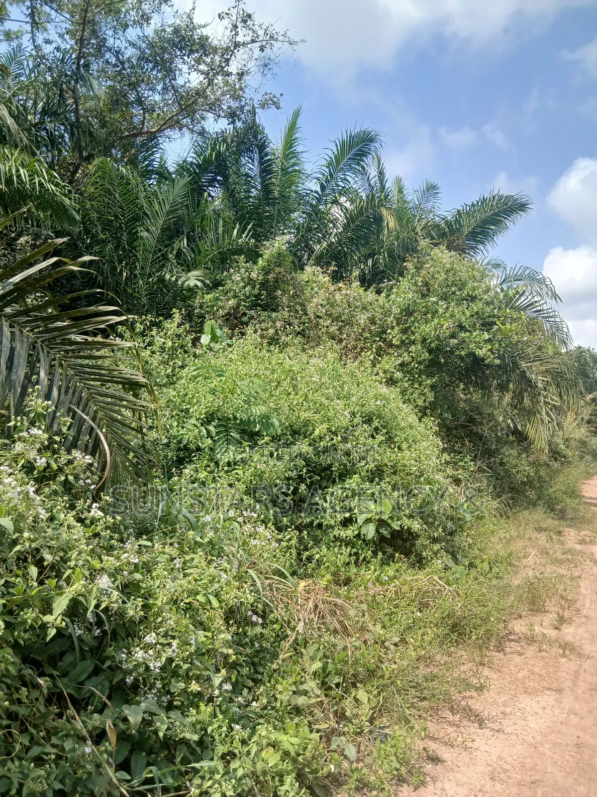 Farm Land For Sale In Hohoe