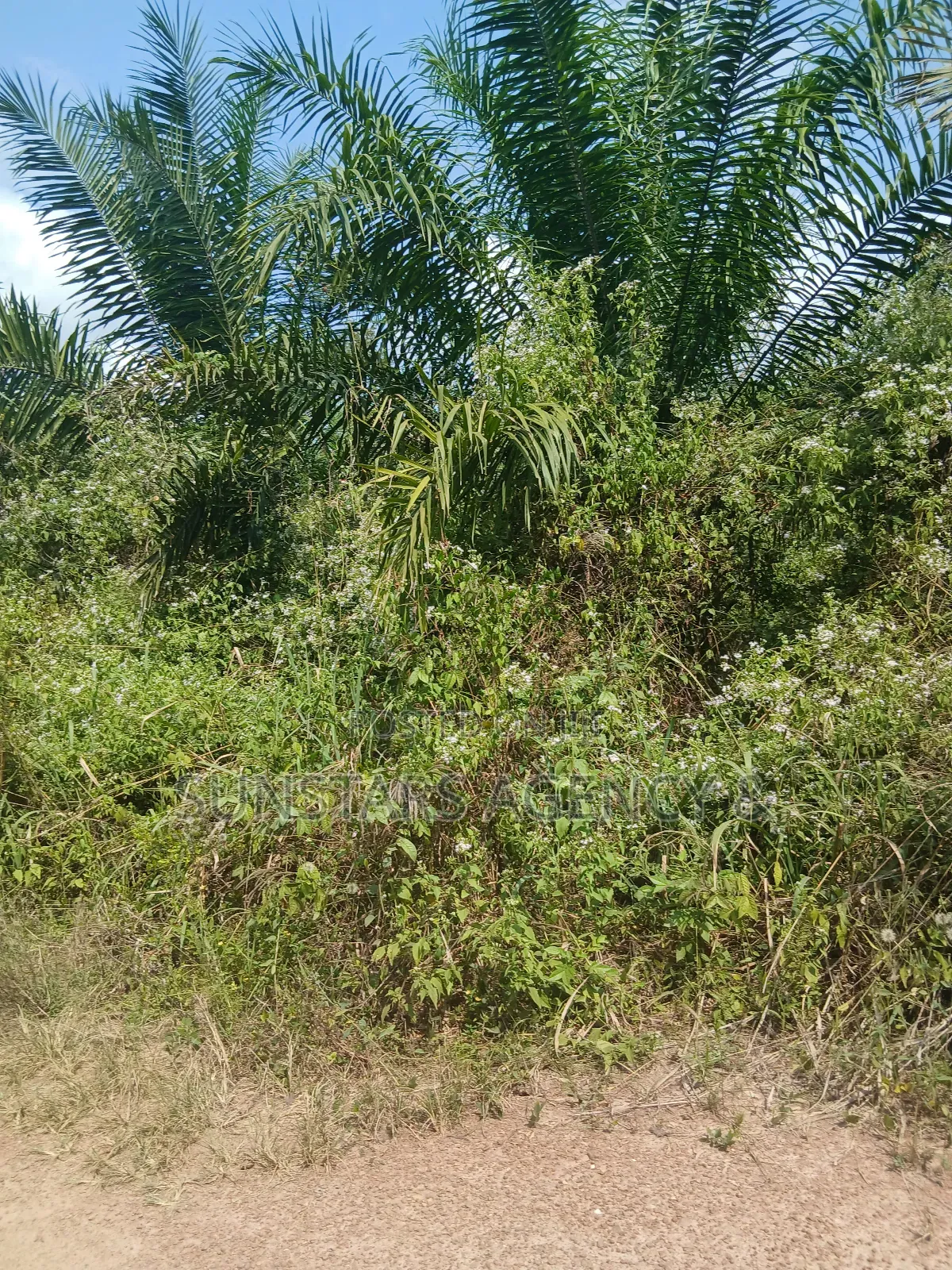 Farm Land For Sale In Hohoe
