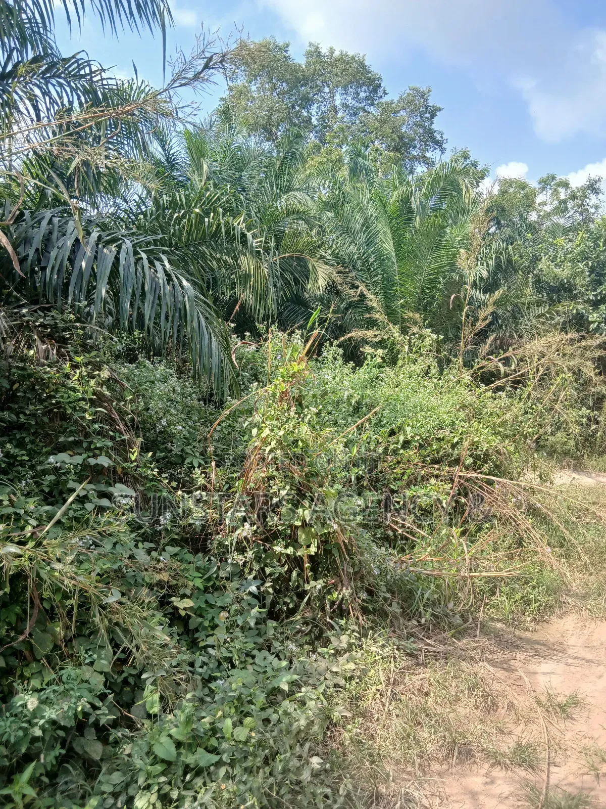 Farm Land For Sale In Hohoe