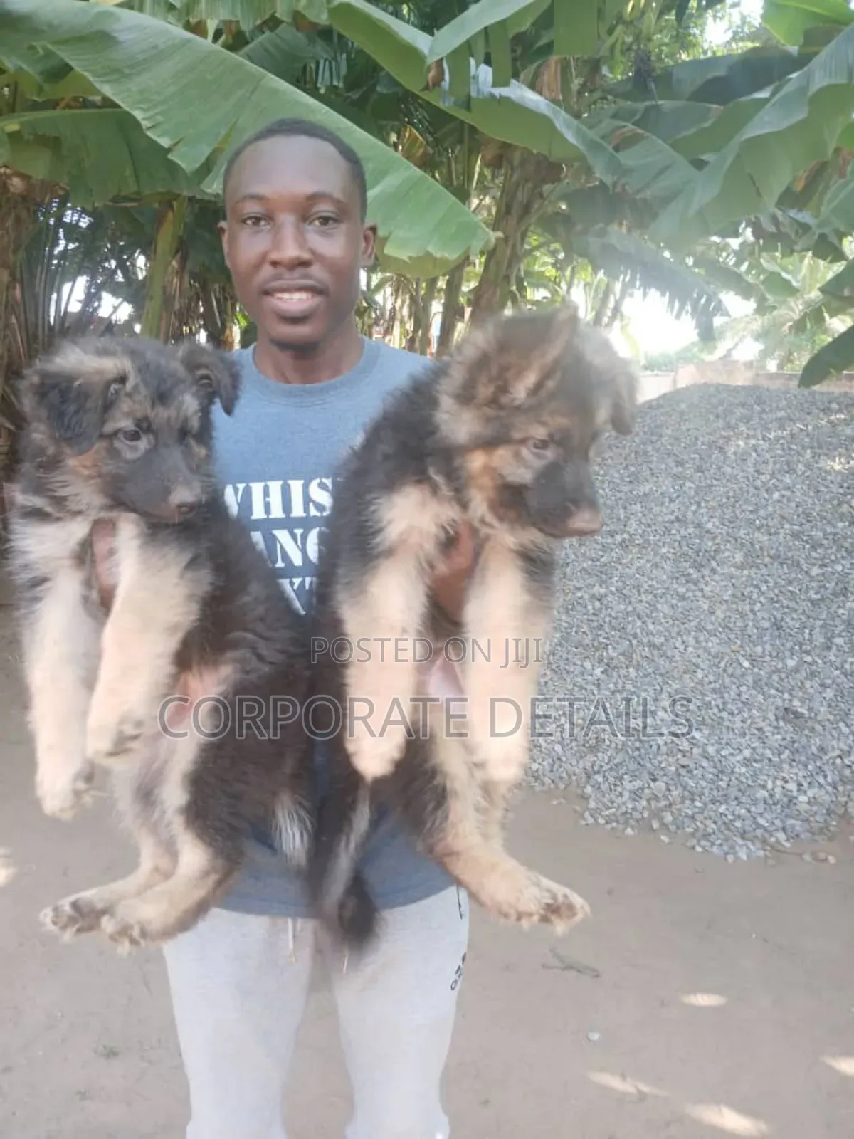 1-3 months Male Purebred German Shepherd
