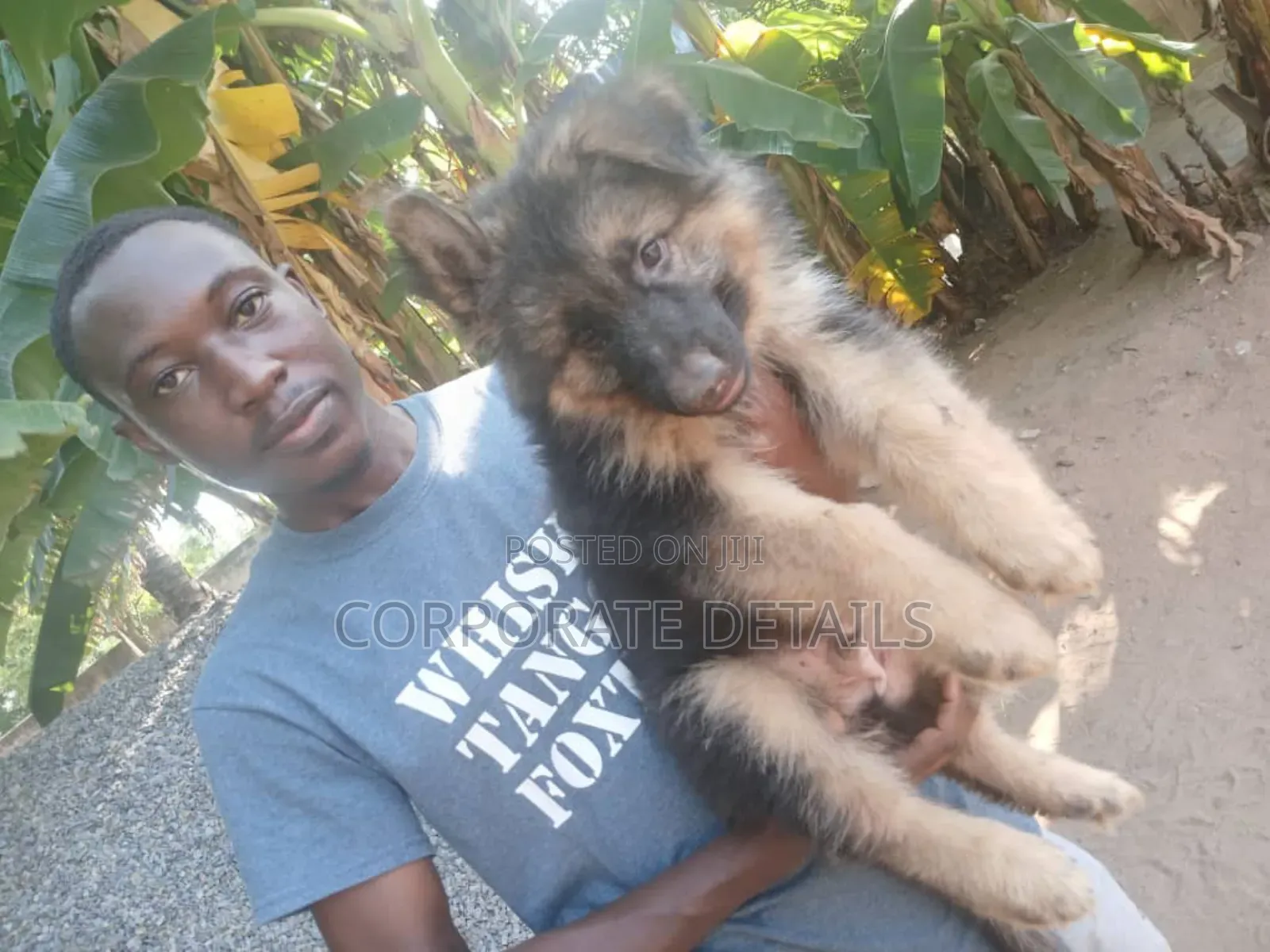 1-3 months Male Purebred German Shepherd