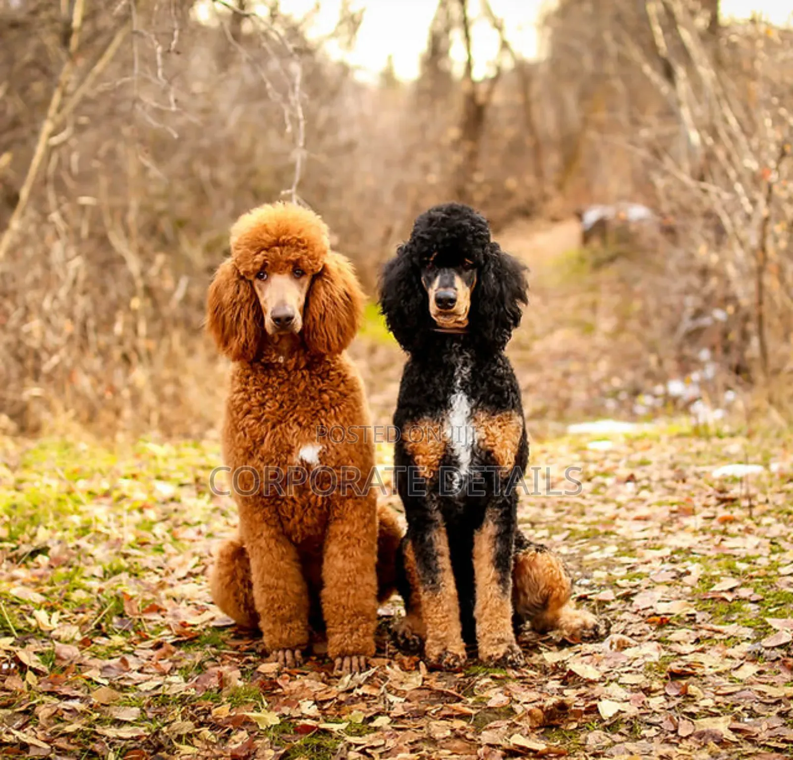 1-3 months Female Purebred Poodle