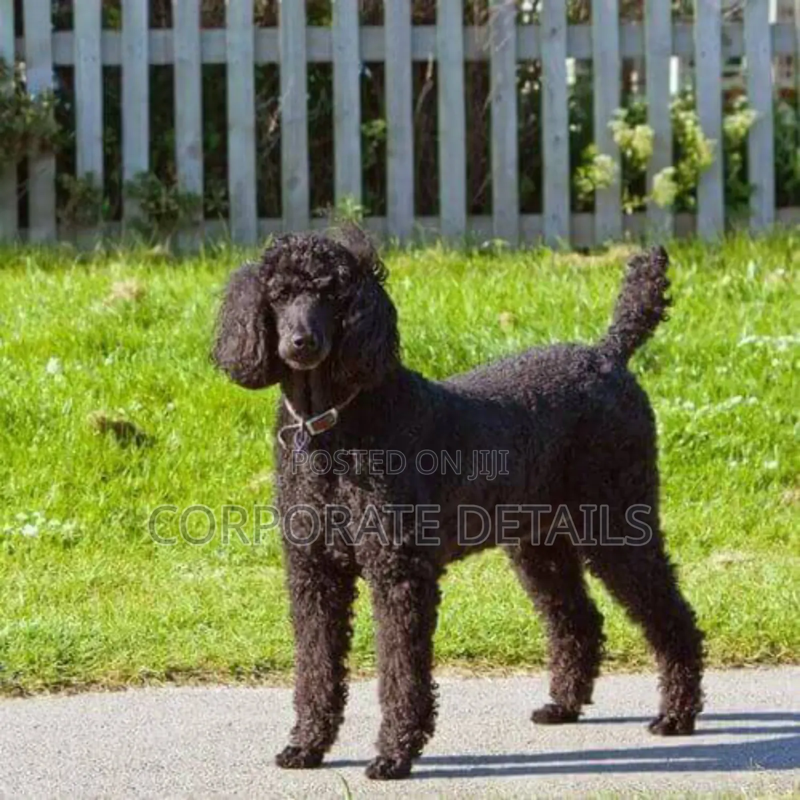 1-3 months Female Purebred Poodle