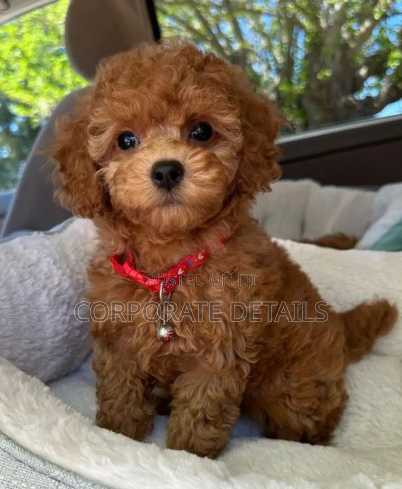 1-3 months Female Purebred Poodle
