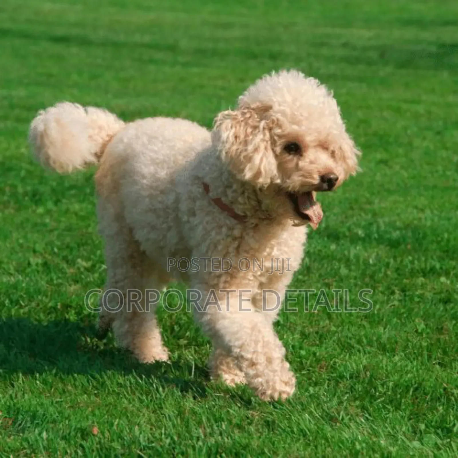 3-6 months Male Purebred Poodle