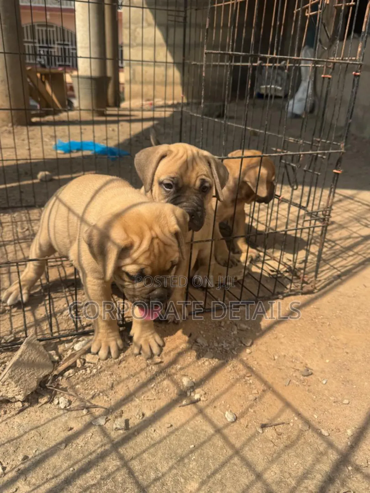 1-3 months Male Purebred Boerboel