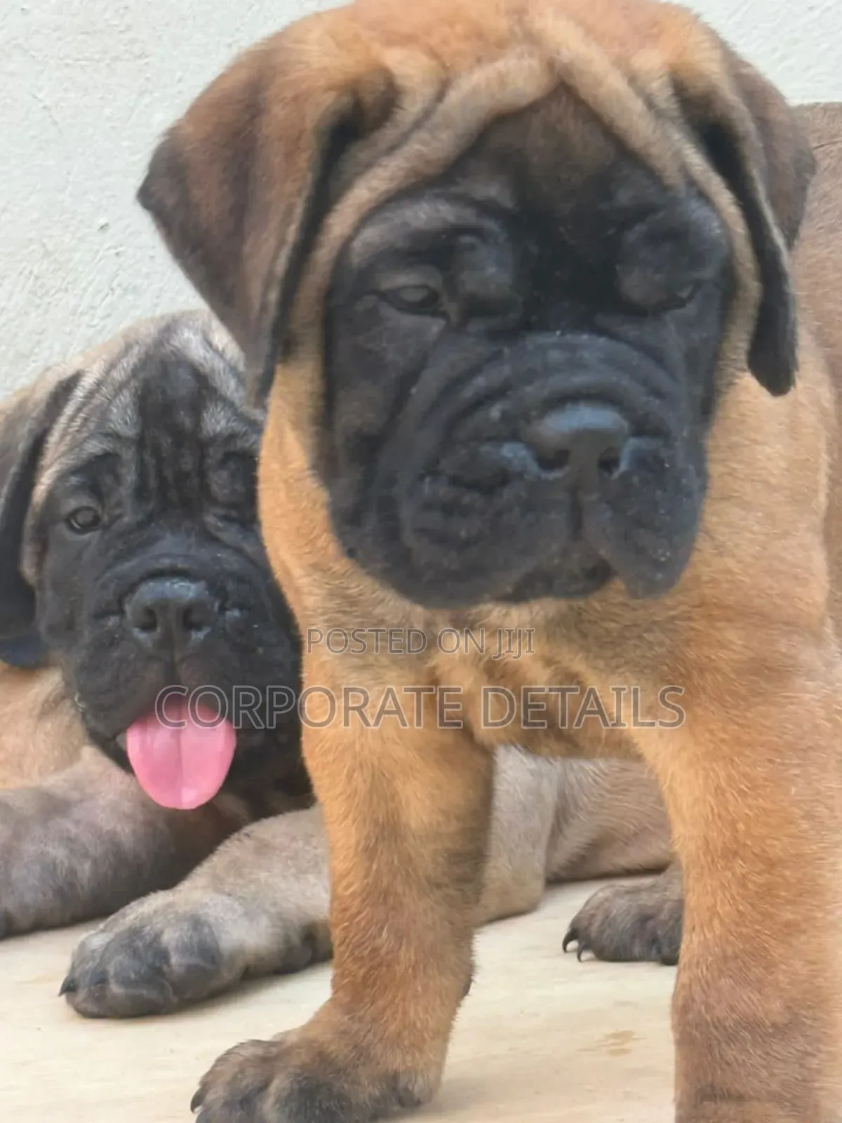 1-3 months Male Purebred Boerboel