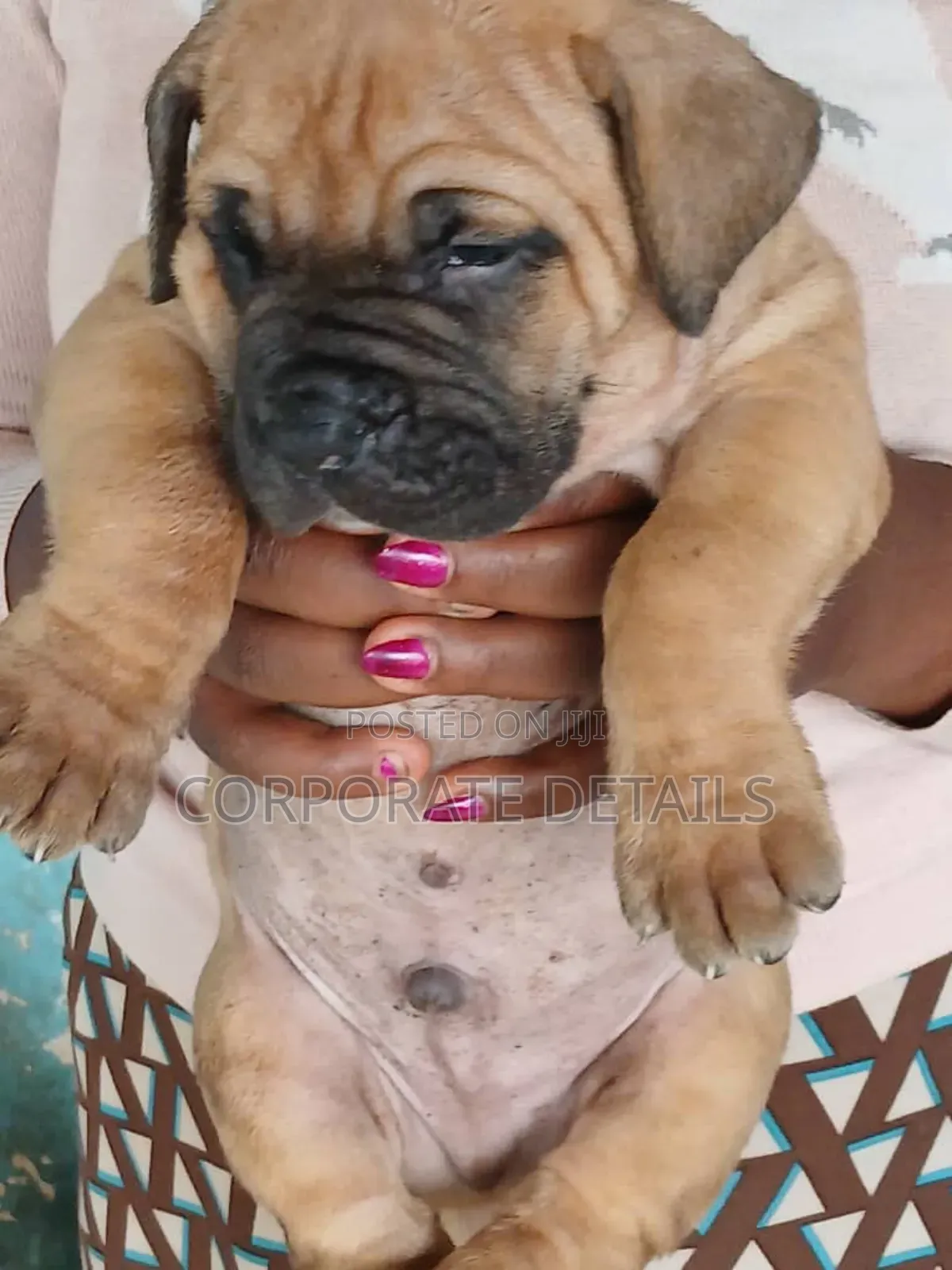 1-3 months Male Purebred Boerboel