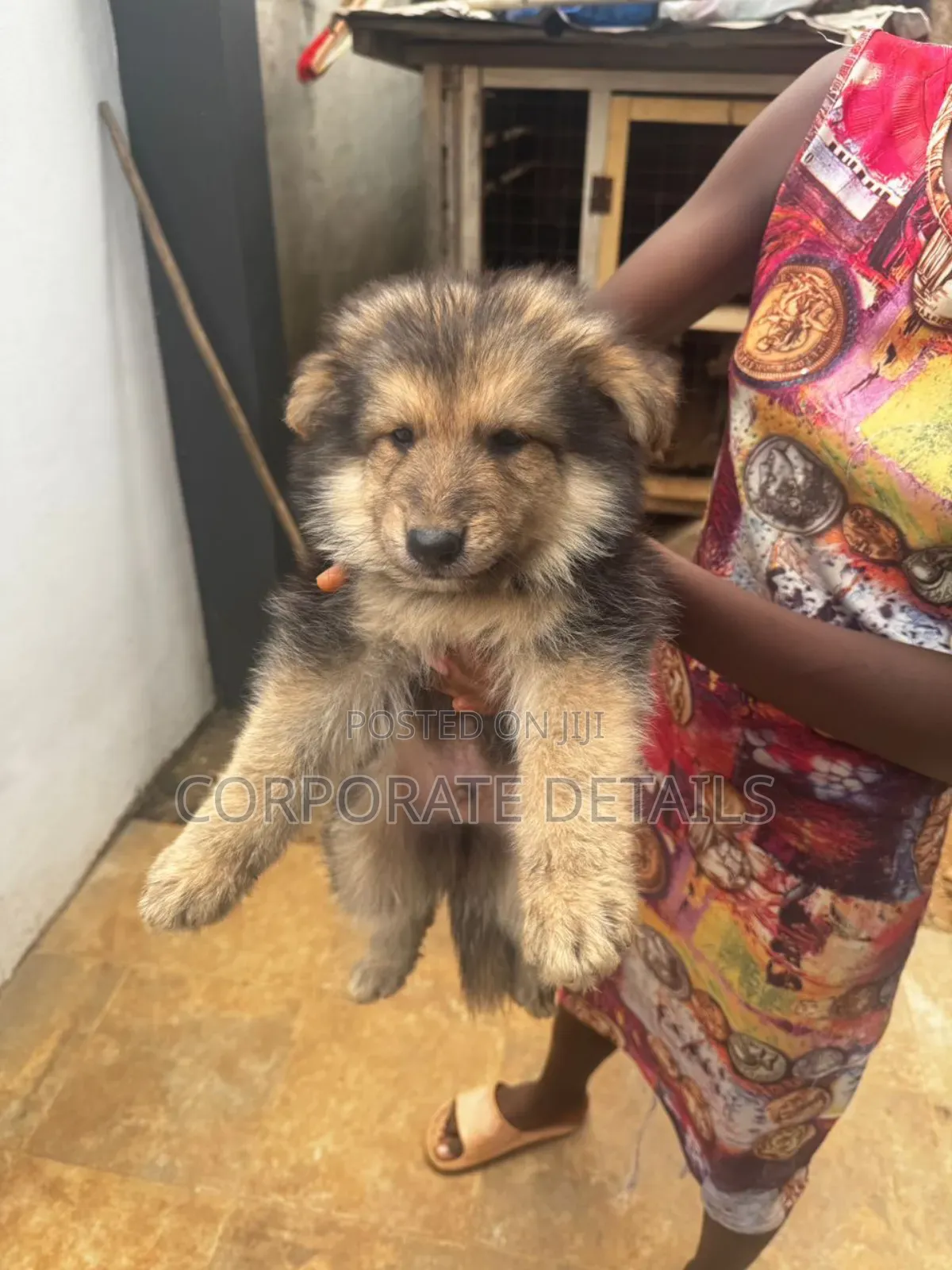 1-3 months Female Purebred German Shepherd