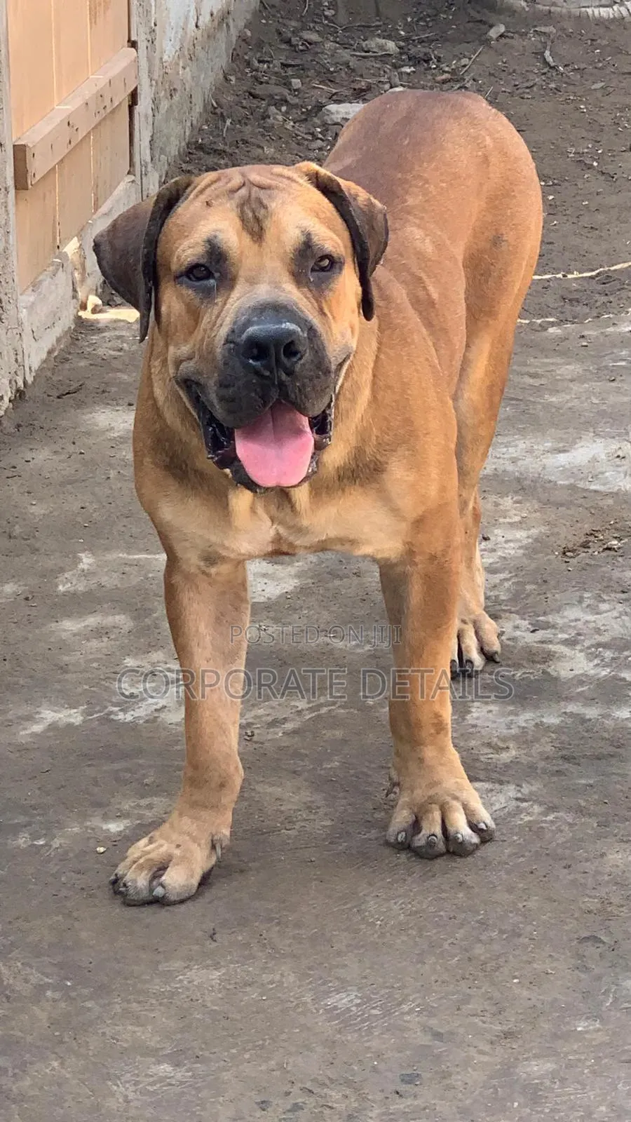 1+ year Male Purebred Boerboel
