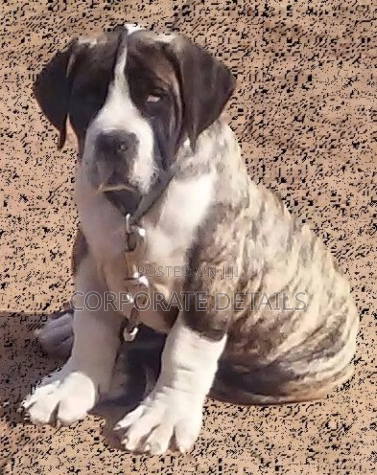 3-6 months Male Purebred Boerboel