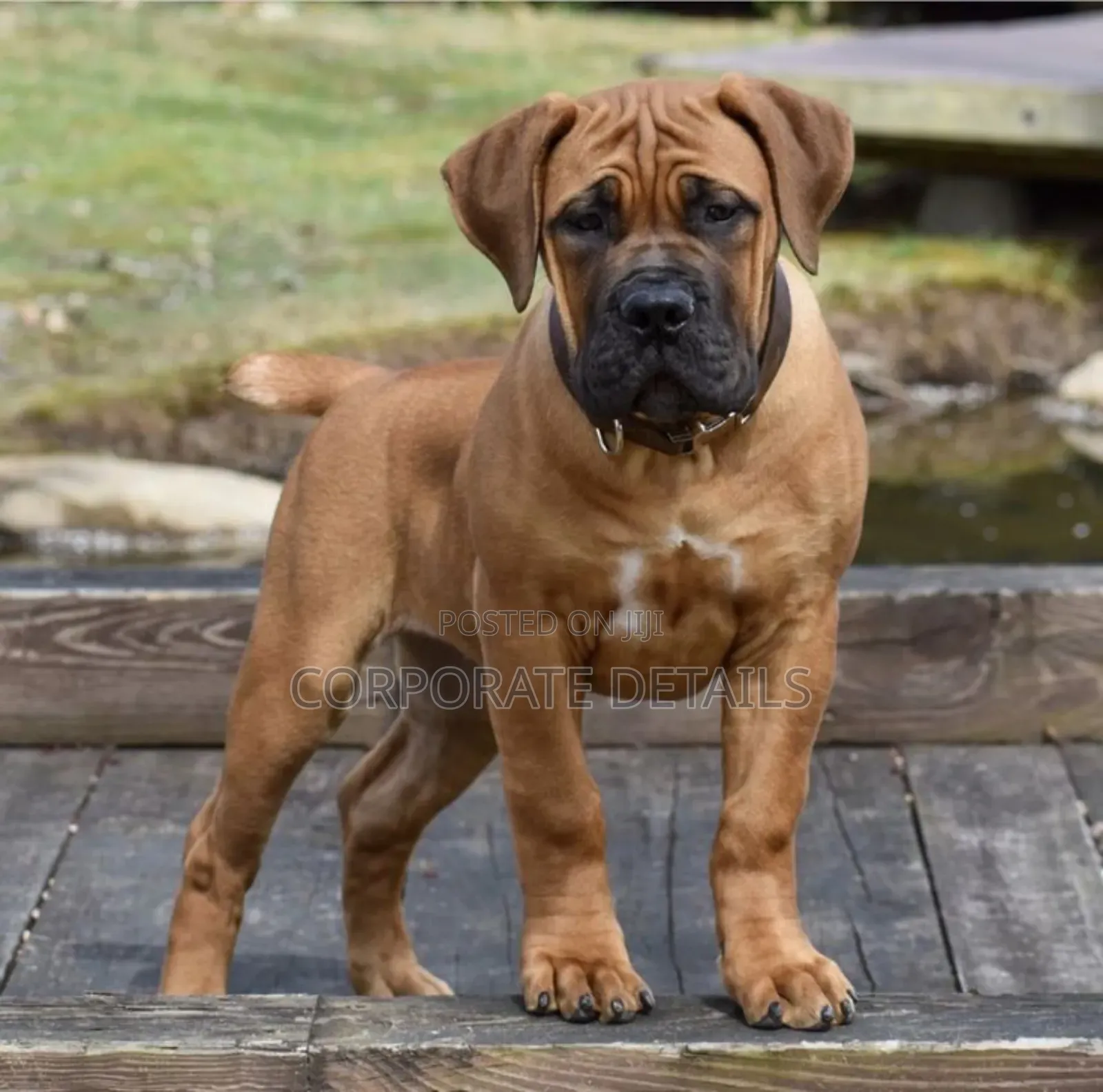 3-6 months Male Purebred Boerboel