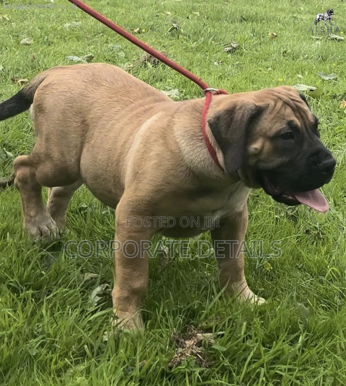 3-6 months Male Purebred Boerboel