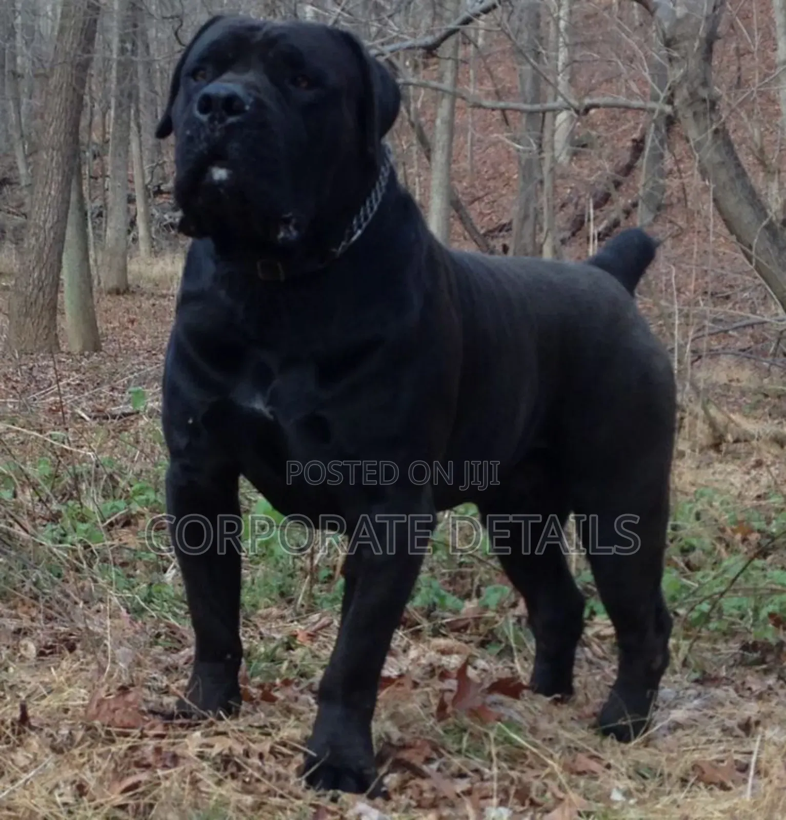 6-12 months Male Purebred Boerboel