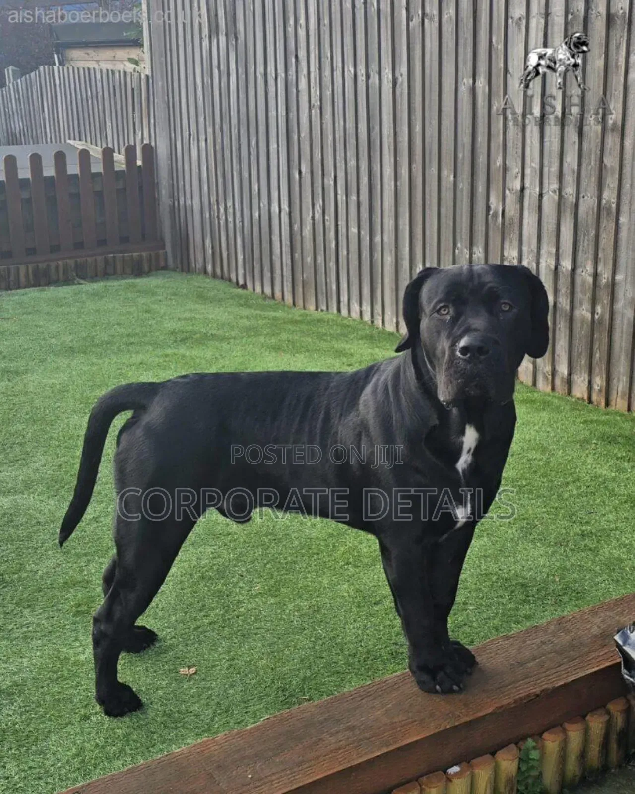 6-12 months Male Purebred Boerboel
