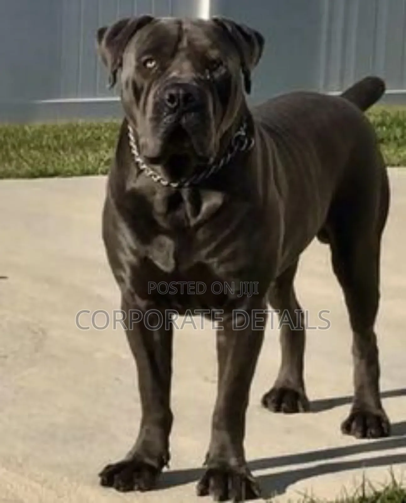 1+ year Male Purebred Boerboel