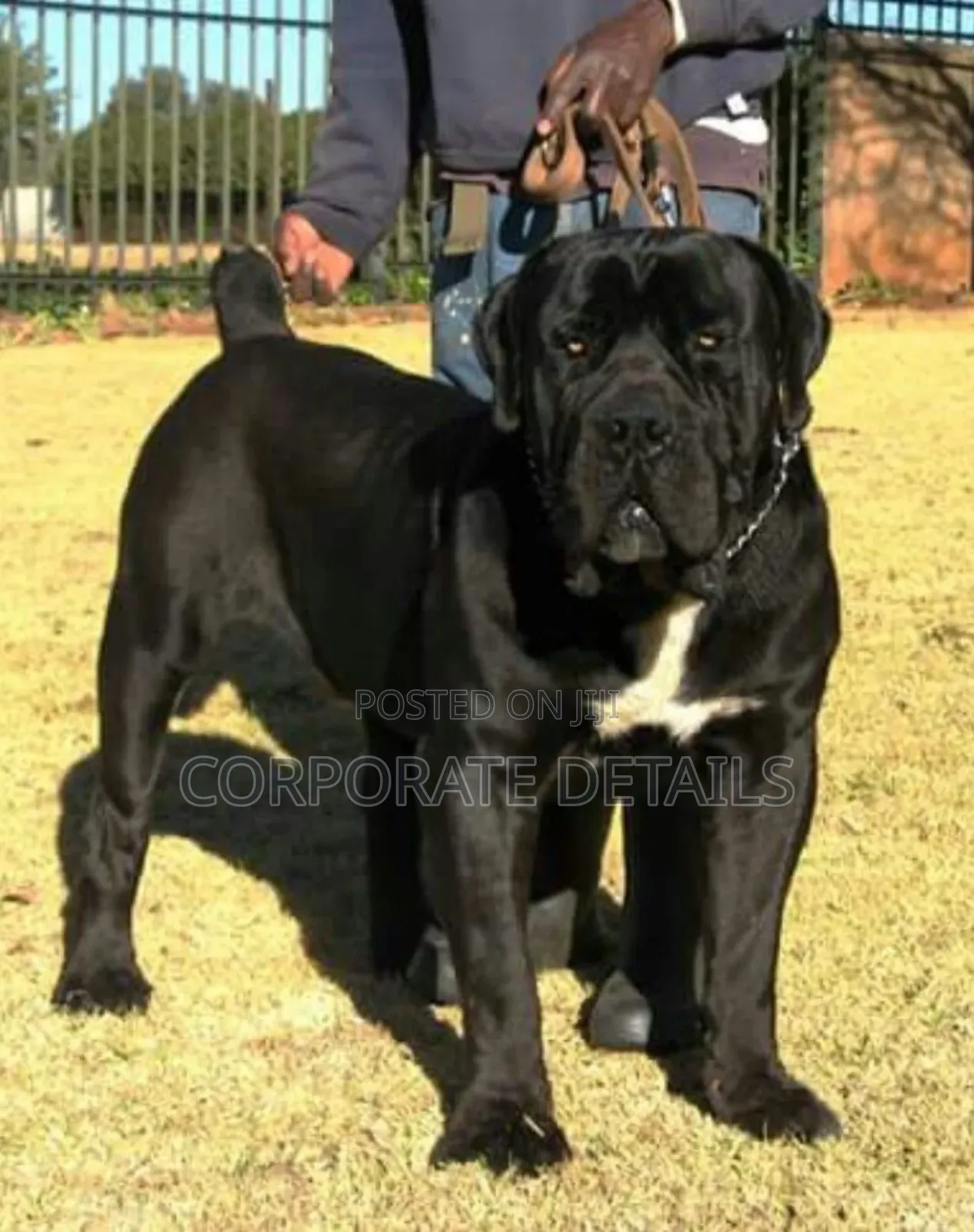 1+ year Male Purebred Boerboel