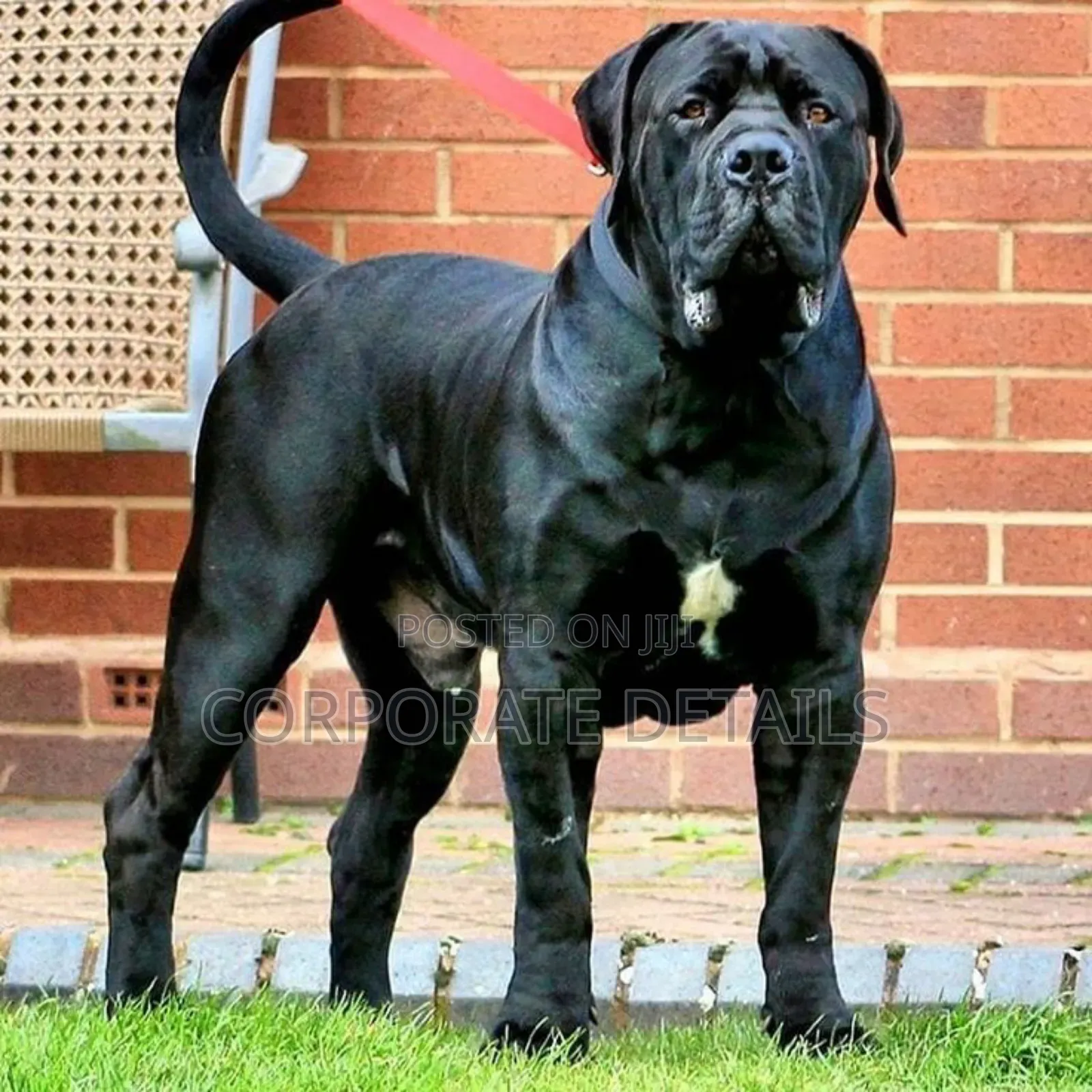 1+ year Male Purebred Boerboel