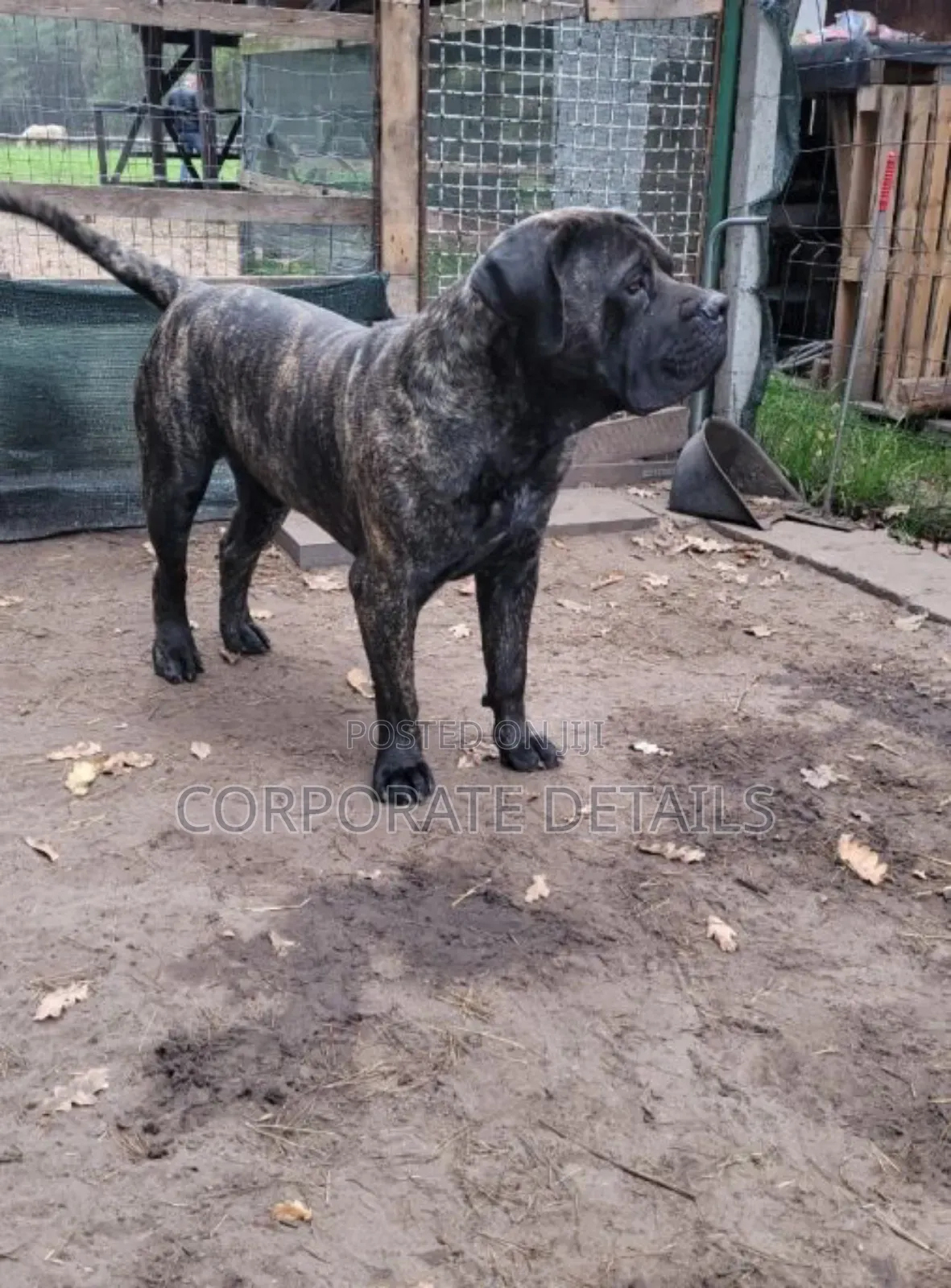 1+ year Male Purebred Boerboel