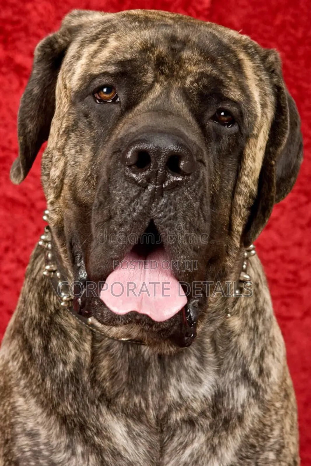 1+ year Male Purebred Boerboel