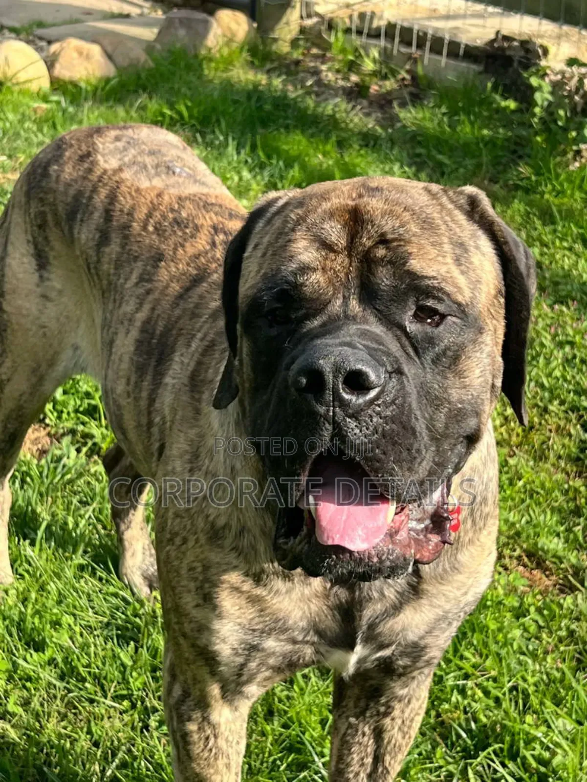 1+ year Male Purebred Boerboel