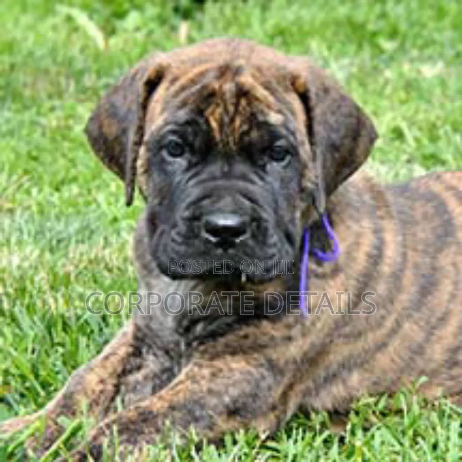 1+ year Male Purebred Boerboel