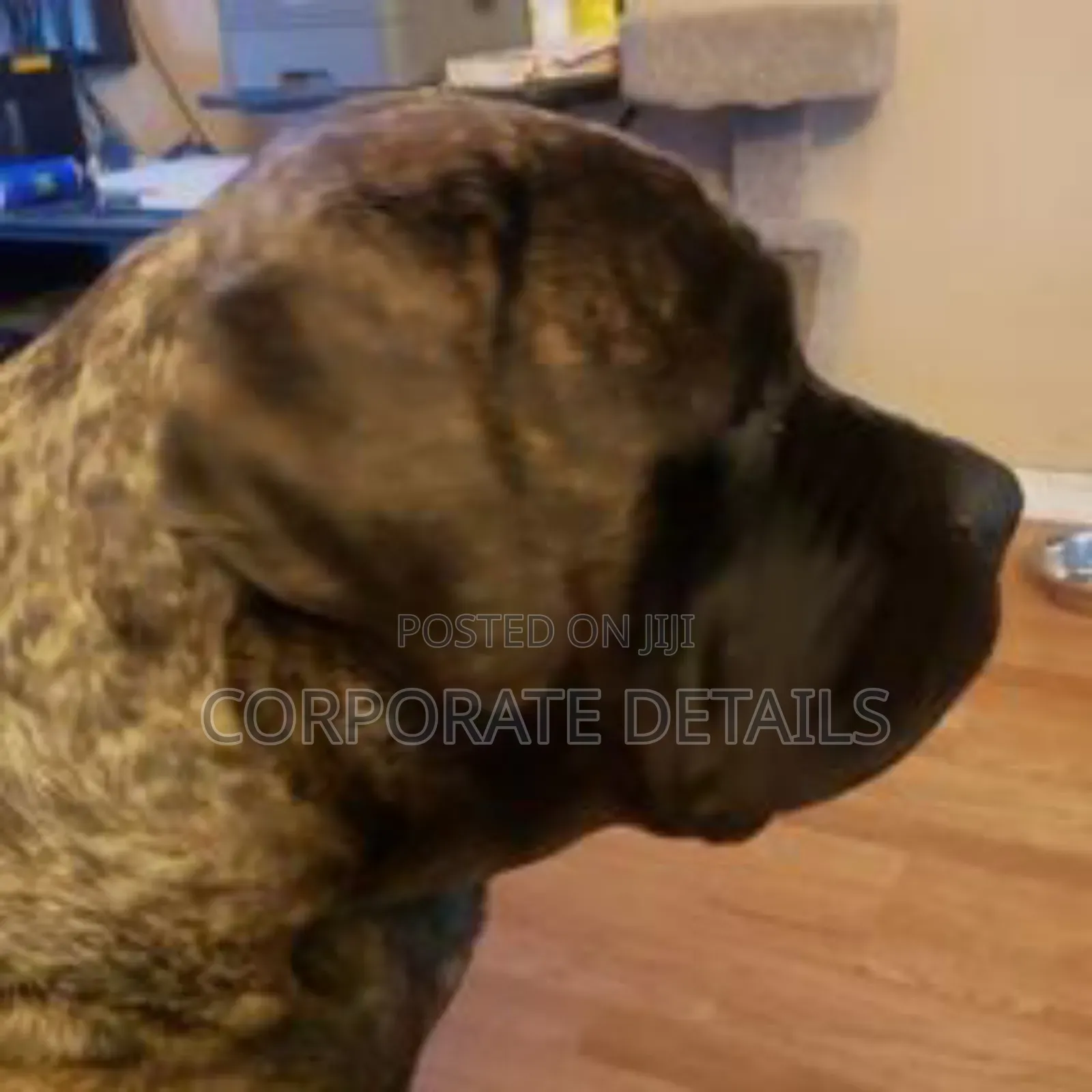 1+ year Male Purebred Boerboel