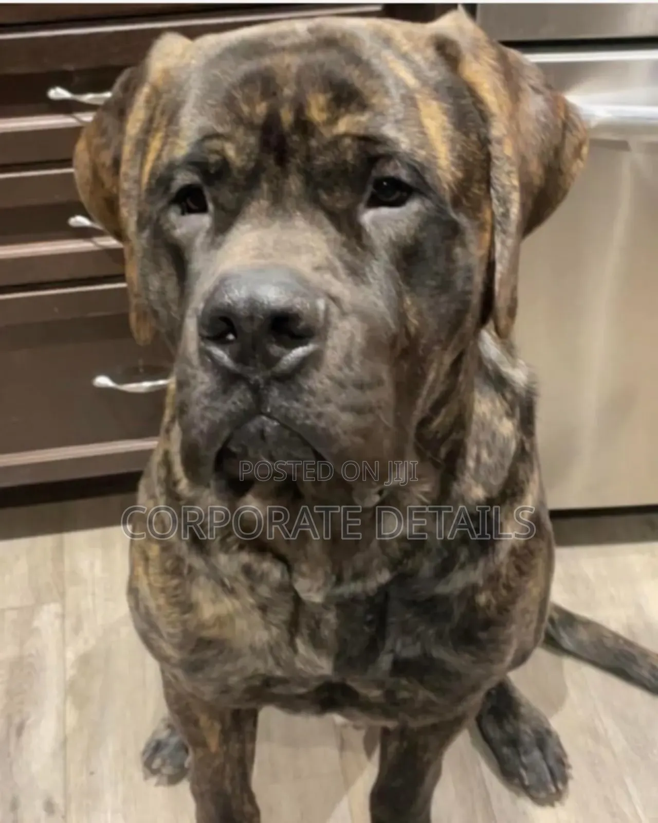 1+ year Male Purebred Boerboel