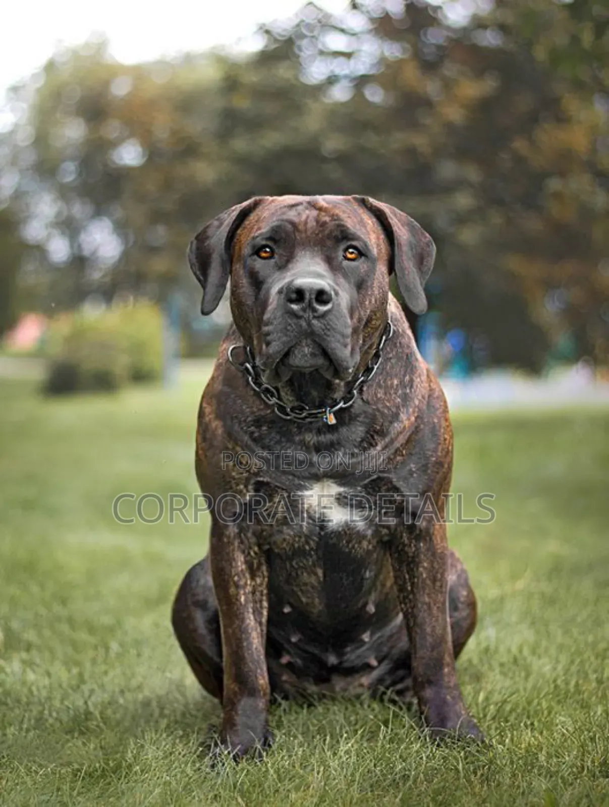 1+ year Male Purebred Boerboel