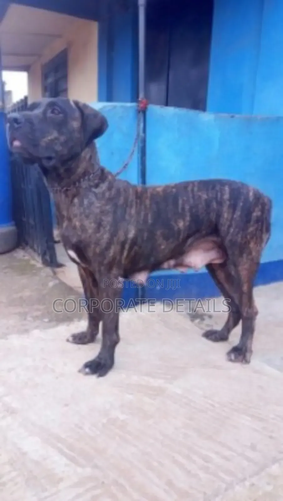 1+ year Male Purebred Boerboel