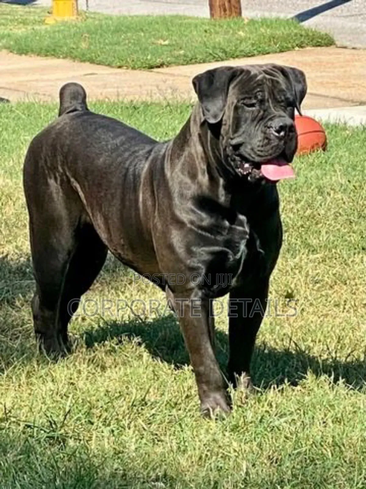 1+ year Male Purebred Boerboel