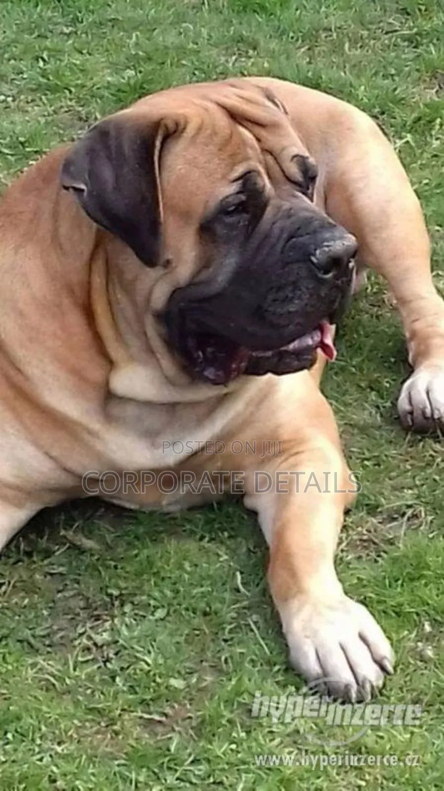 3-6 months Male Purebred Boerboel