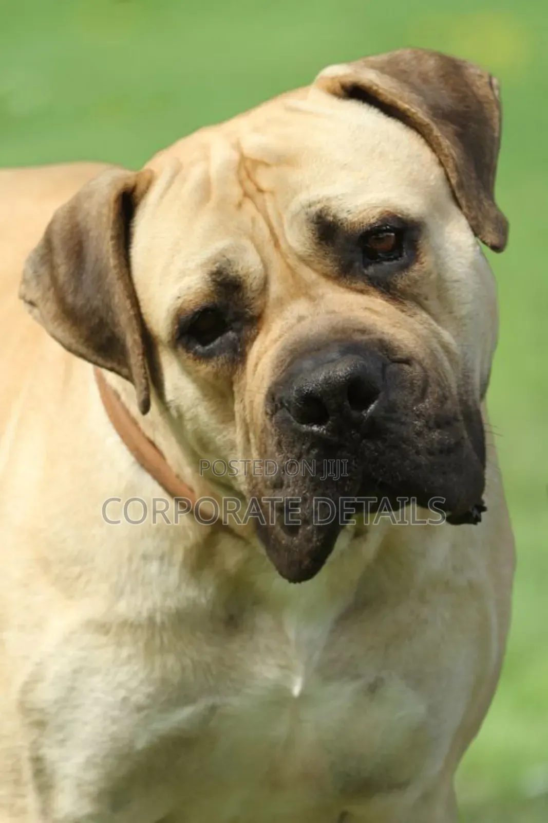 1+ year Male Purebred Boerboel