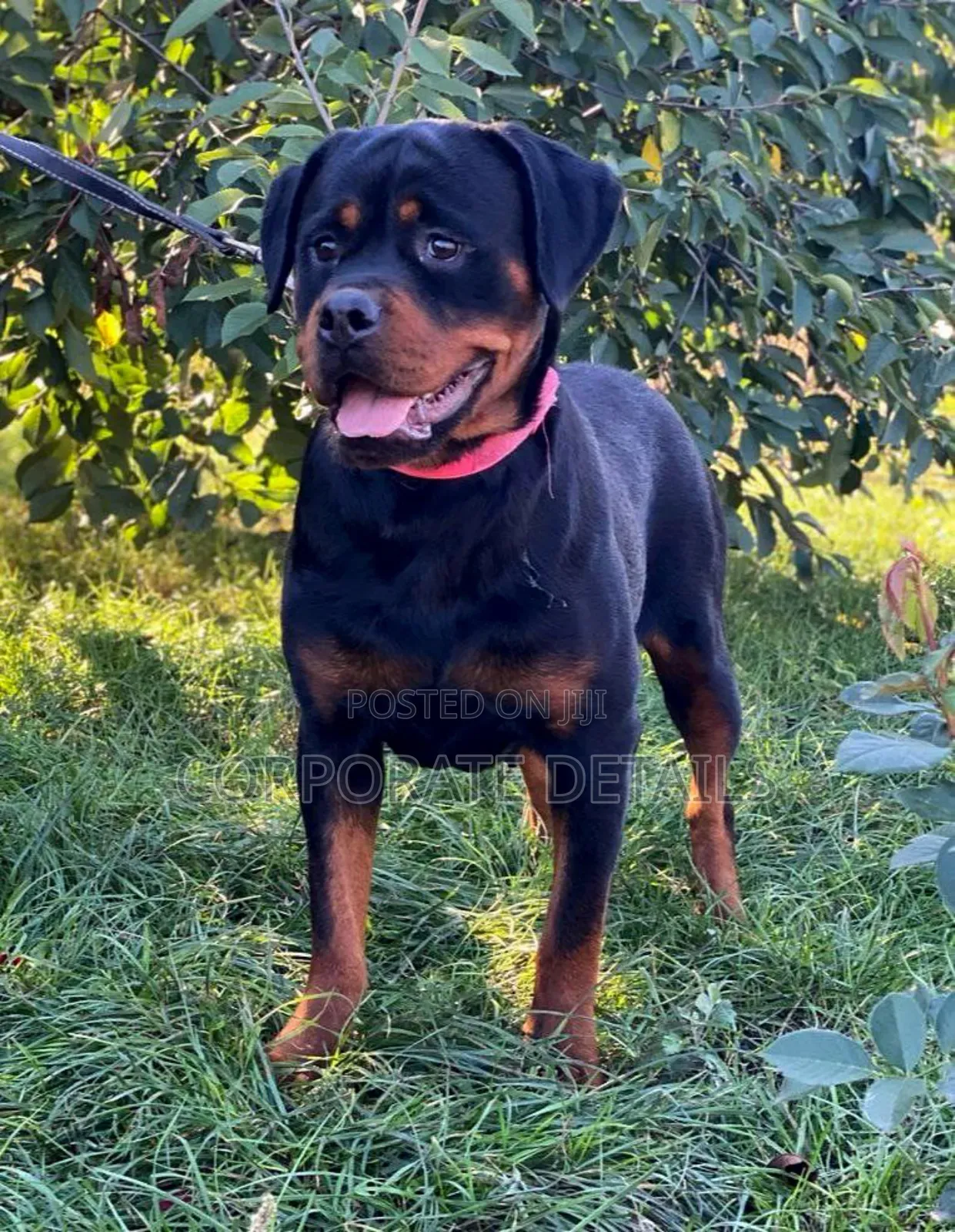 6-12 months Male Purebred Rottweiler