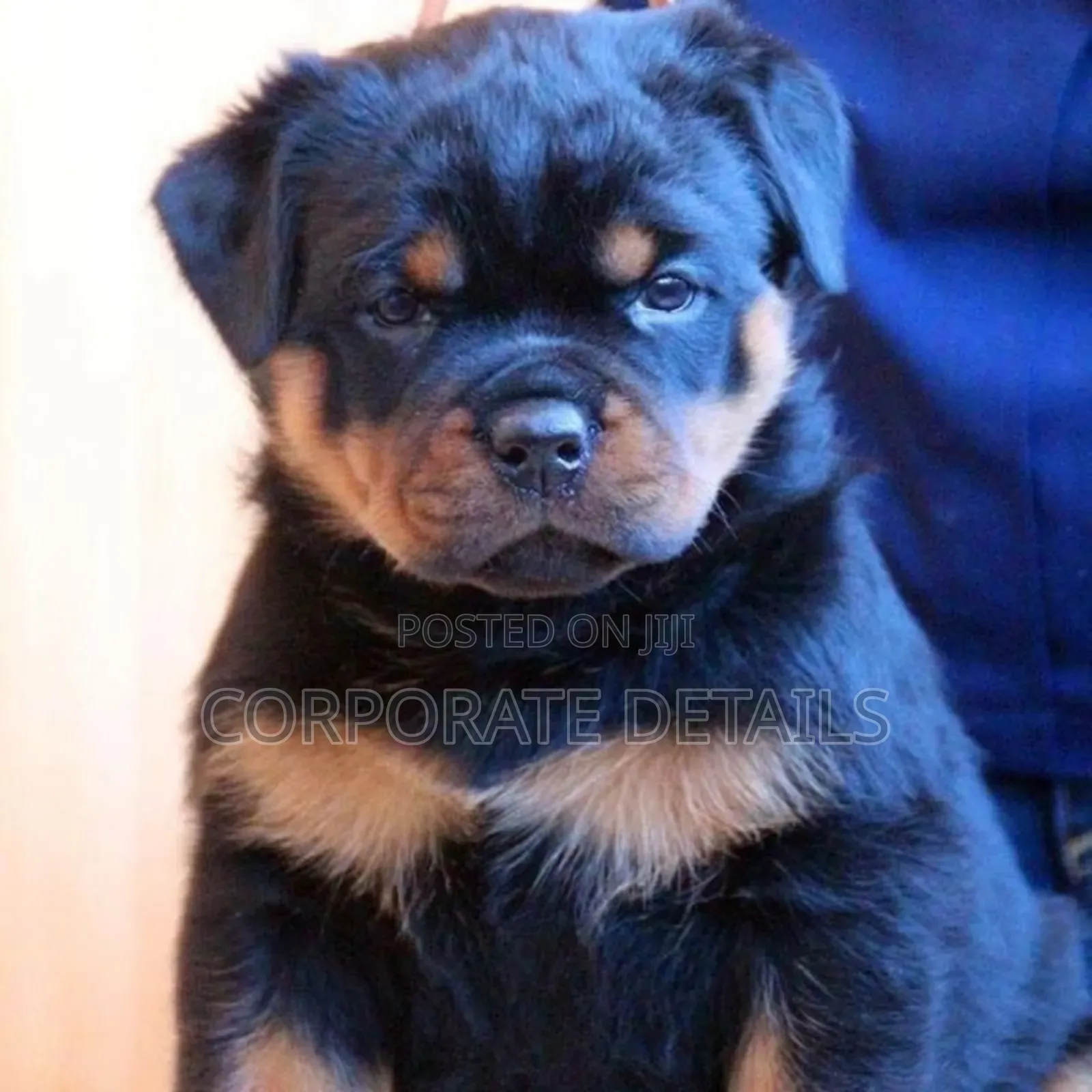 6-12 months Male Purebred Rottweiler