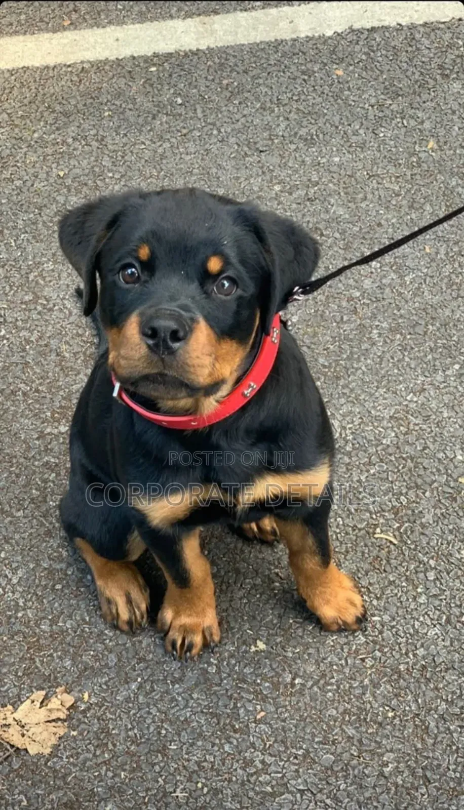 6-12 months Male Purebred Rottweiler
