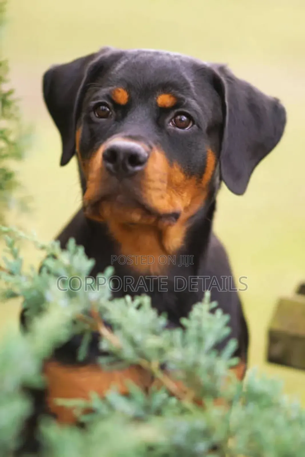 3-6 months Male Purebred Rottweiler