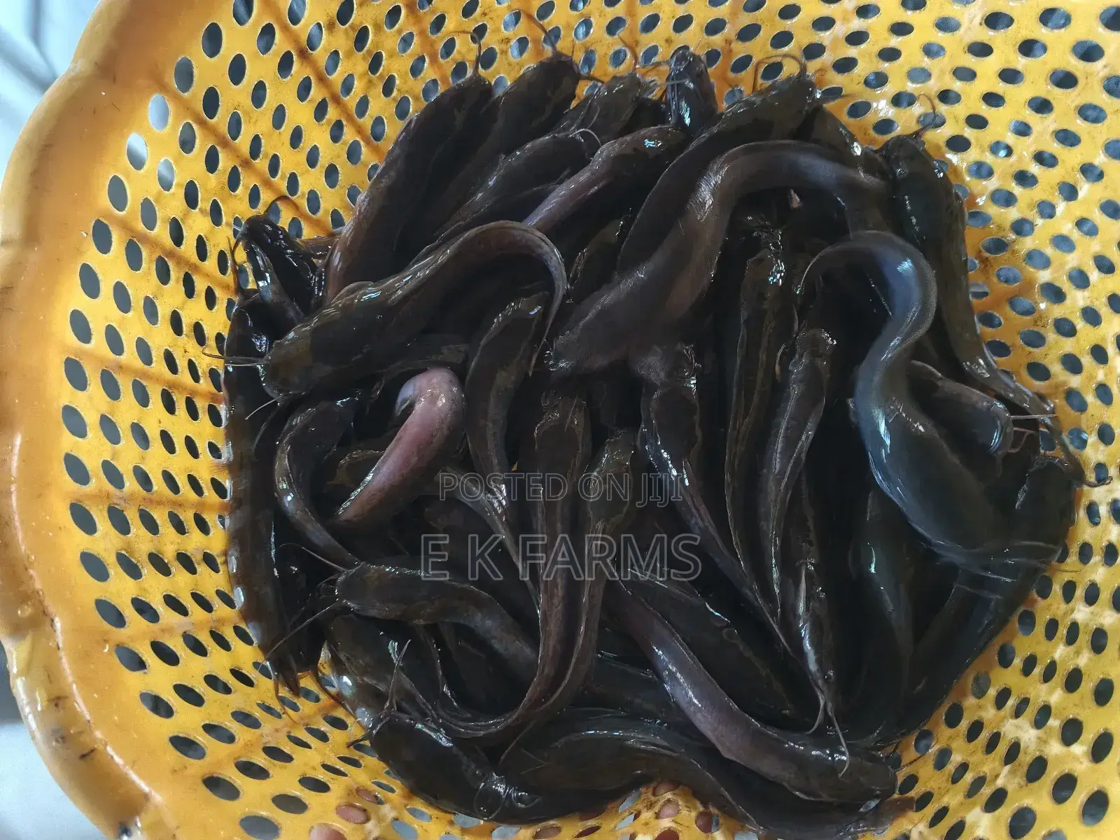 Super Best Fast Growing Catfish Juveniles Available