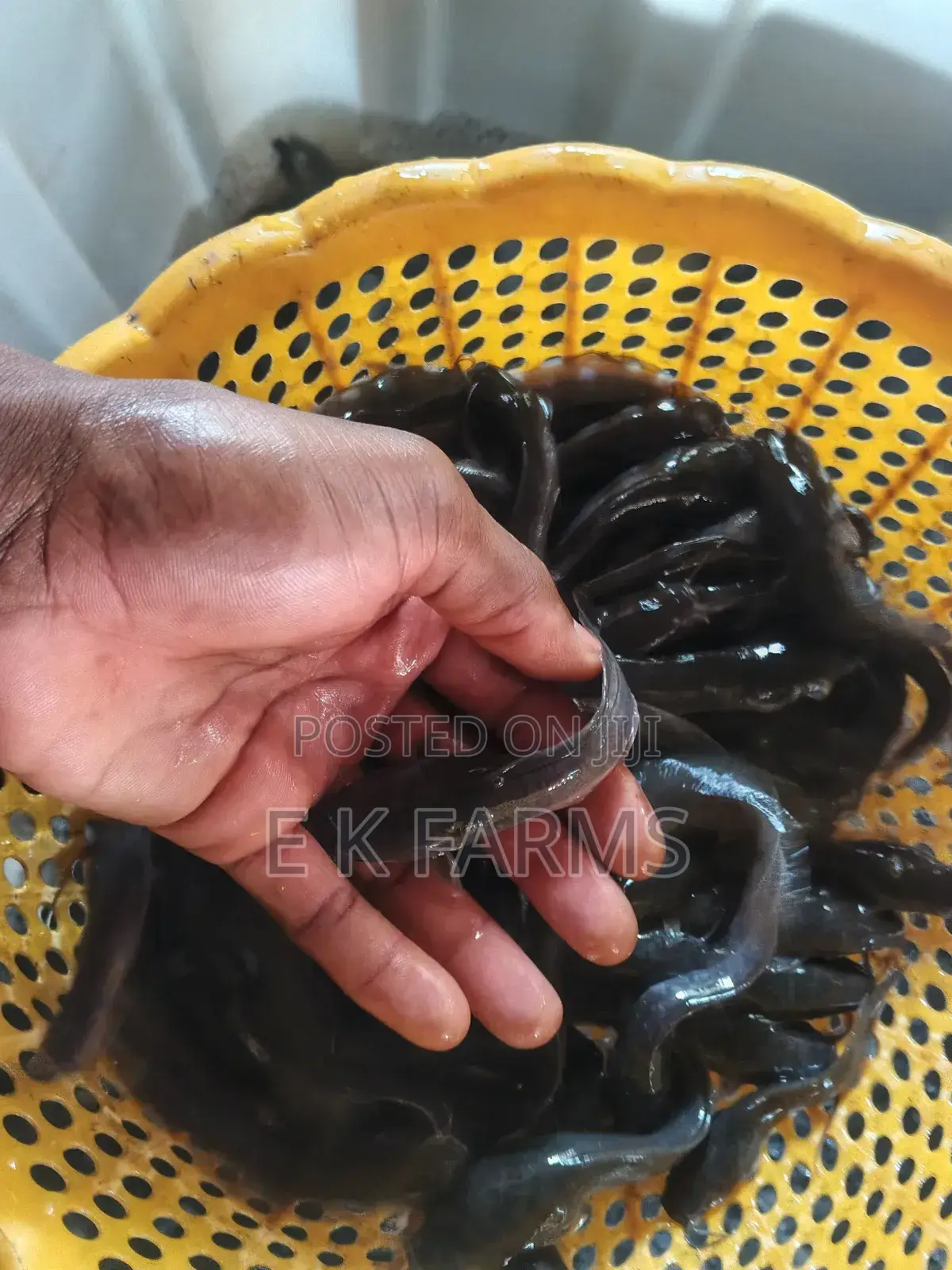 Super Best Fast Growing Catfish Juveniles Available