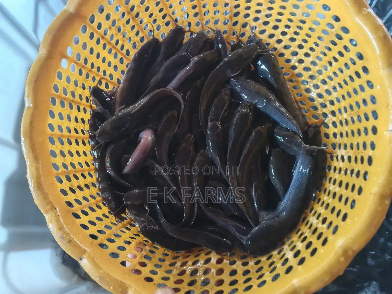 Super Best Fast Growing Catfish Juveniles Available