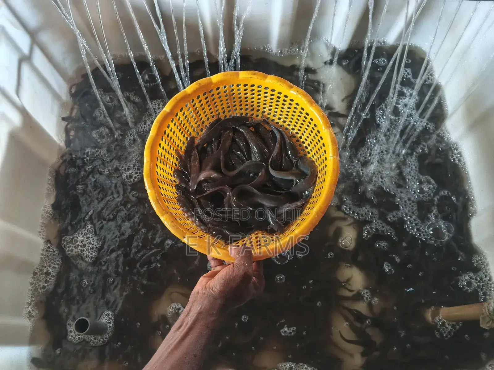 Super Best Fast Growing Catfish Juveniles Available