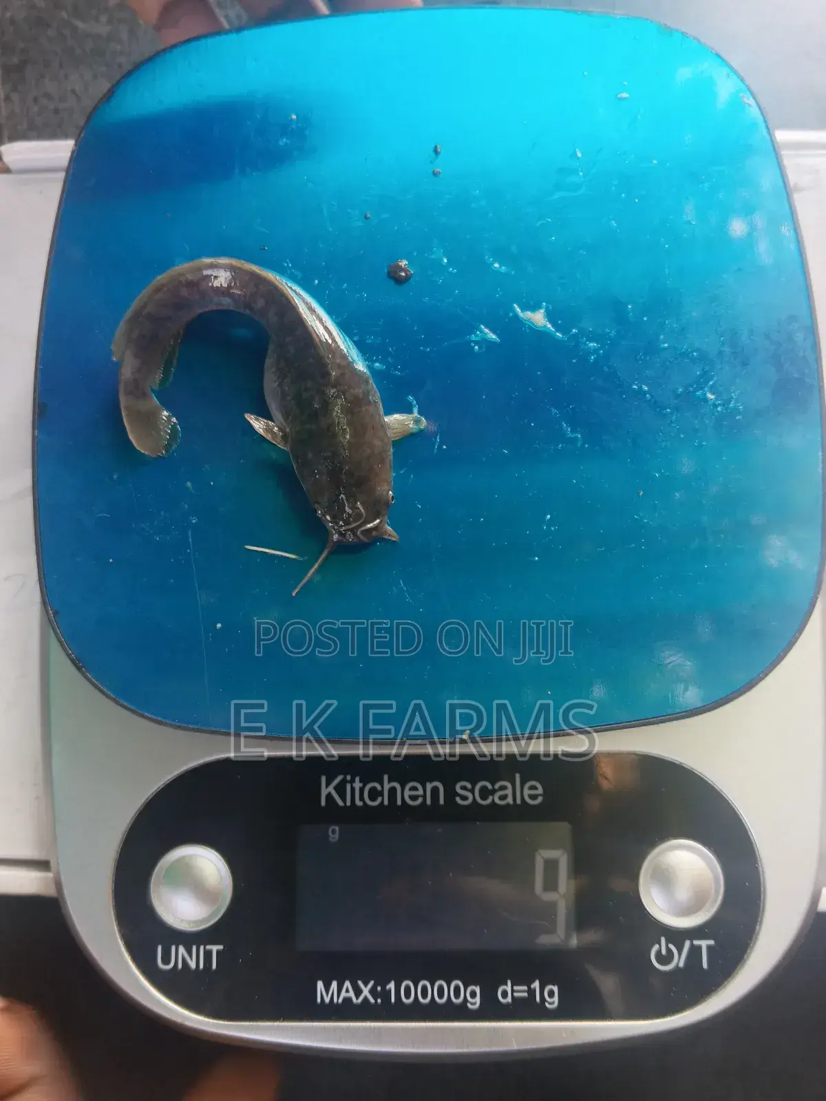 Super Best Fast Growing Catfish Juveniles Available