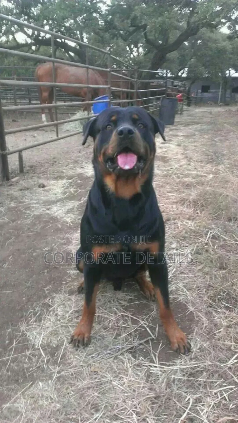 6-12 months Male Purebred Rottweiler