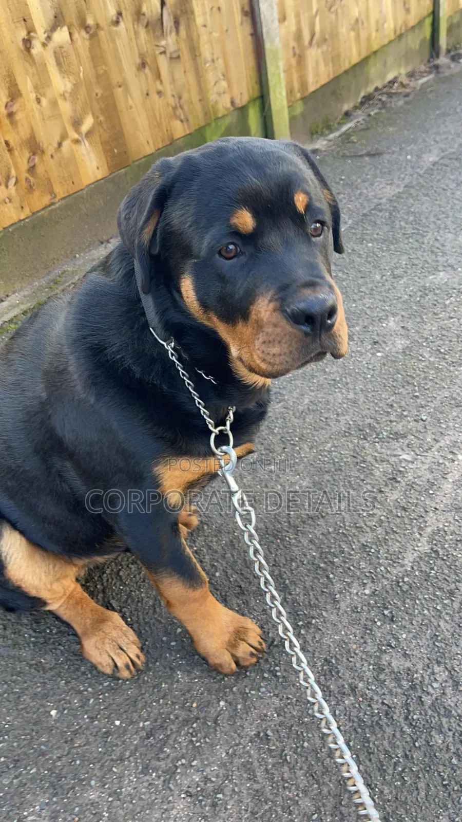 6-12 months Male Purebred Rottweiler