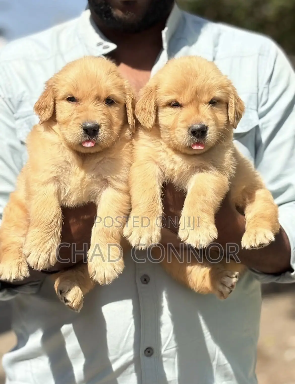 1-3 months Female Purebred Golden Retriever