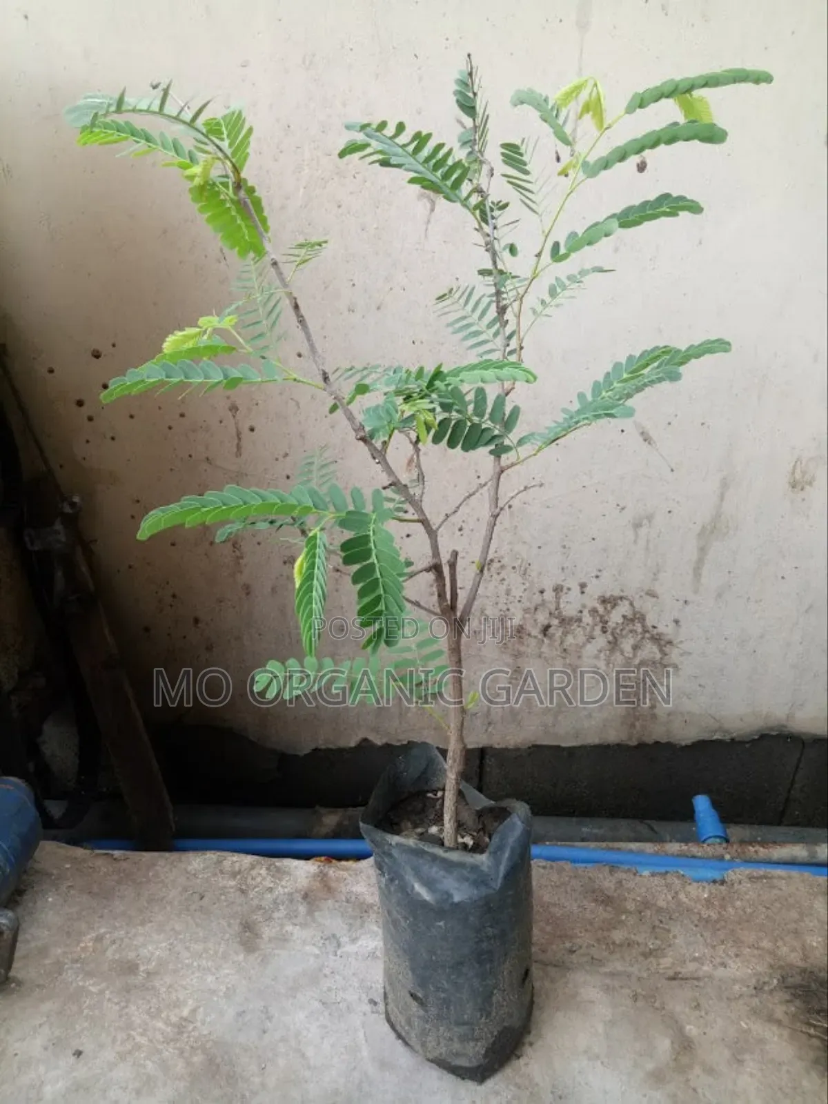 Sweet Tamarind Plant Seedling