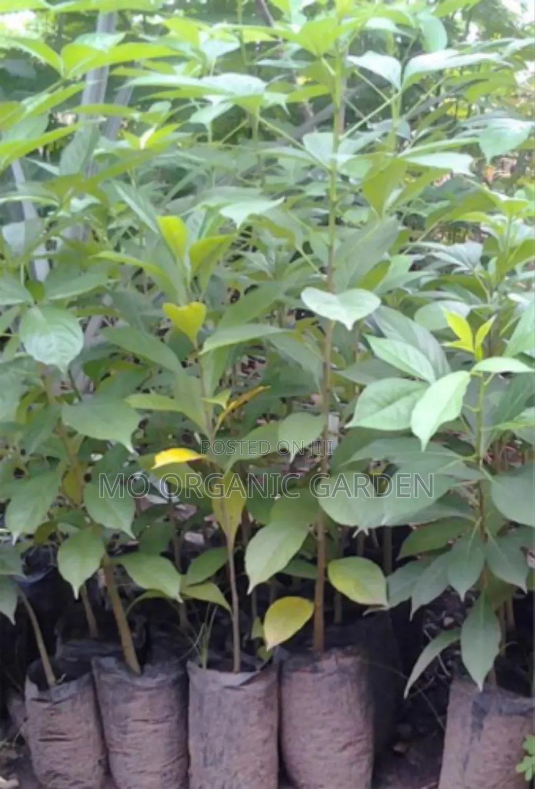 Dwarf Baobab Seedling