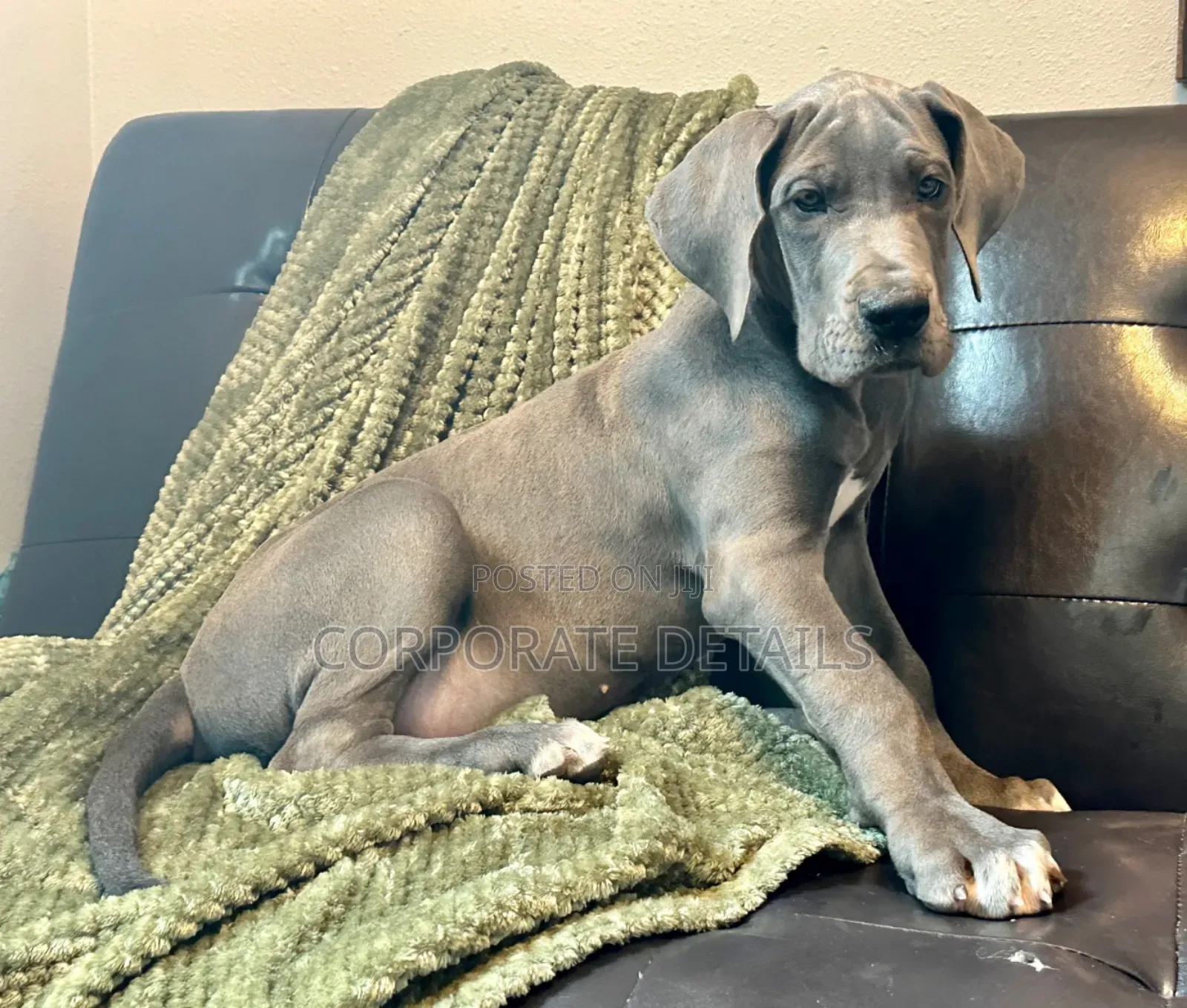 1-3 months Male Purebred Great Dane