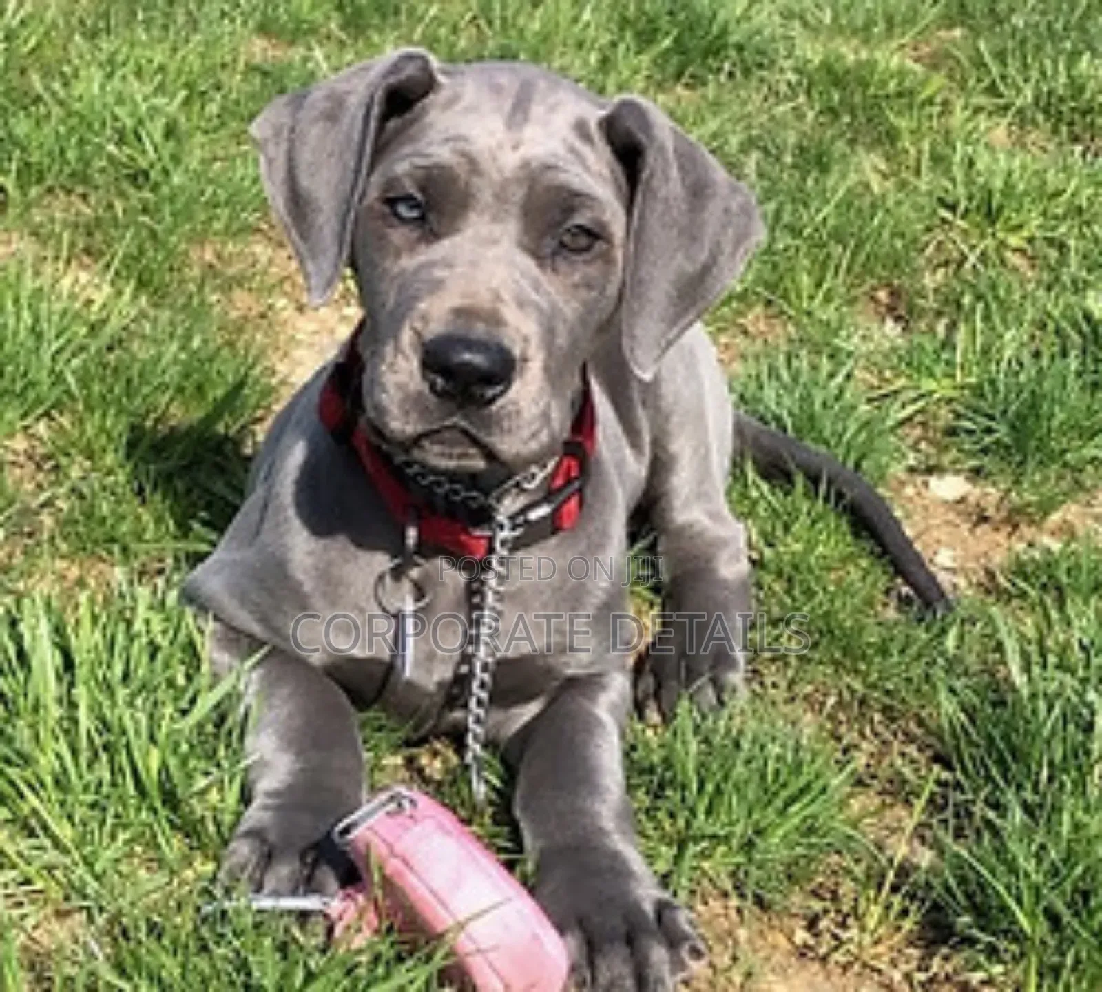 1-3 months Male Purebred Great Dane