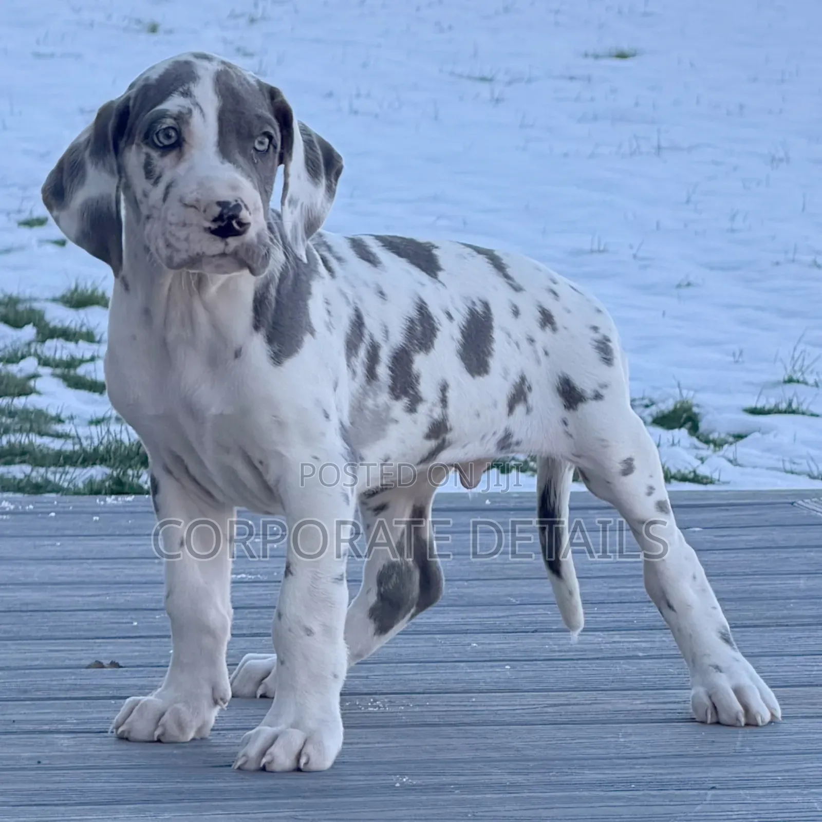 1-3 months Male Purebred Great Dane
